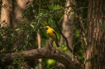 Fototapeta premium Close-up of a yellow baya weaver bird sitting on a branch in a forest
