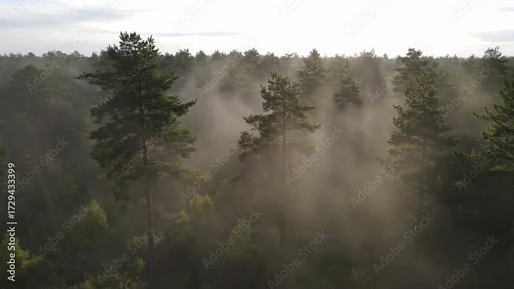 Wall mural ethereal mist rolling through a dense pine forest, creating an enchanting and mystical atmosphere in
