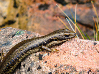 Lizard resting on rock close-up / 岩の上で休むトカゲのクローズアップ