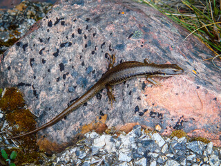 Lizard on rock in nature / 自然の岩の上のトカゲ