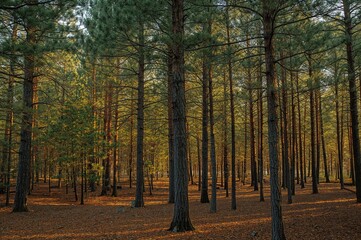 Fototapeta premium A thick woodland of pine trees in fall