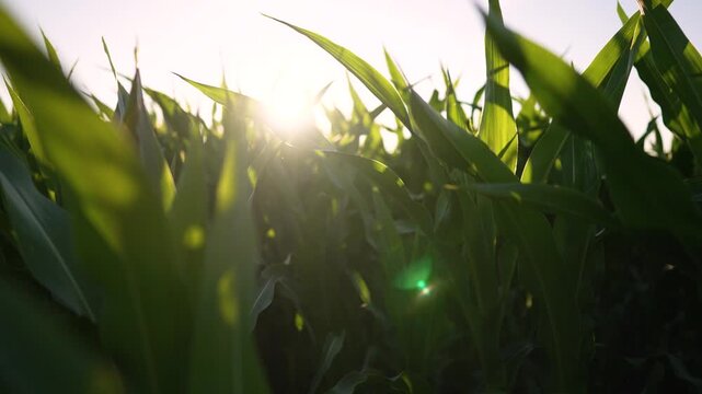 Sunlight filtering through green corn leaf in low view over crop field with tall stalk and blade dewy leaf texture backlit sun creating lens flare plant growth green nature landscape at sunrise
