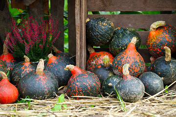 A rustic autumn arrangement of Hokkaido pumpkins and blooming purple heather in a pot