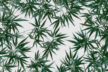 Close-up of green bamboo branches and leaves texture