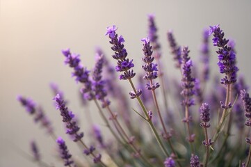Obraz premium Fragrant purple blossoms of Lavandula angustifolia in full bloom