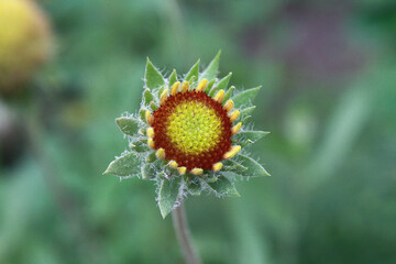 Close-up of Gaillardia flower bud before blooming