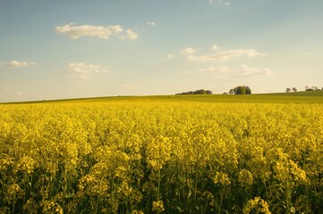 Obraz premium Field of bright yellow rapeseed blossoms in full bloom