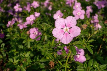 Fototapeta premium Vibrant Pink Phlox in Full Bloom