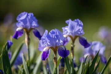 Sunlit blue iris blossoms