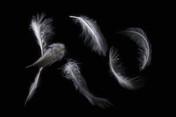 Obraz premium Cluster of Gentle Pale Feathers Drifting Against a Black Background