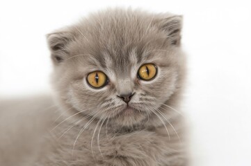 Close-Up Portrait of a Grey Scottish Fold Cat with Yellow Eyes for Wallpaper and Postcards