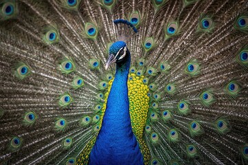 Obraz premium The vibrant and sizable blue peafowl, scientifically known as Pavo cristatus, is a bird species originally from South Asia but now found worldwide.