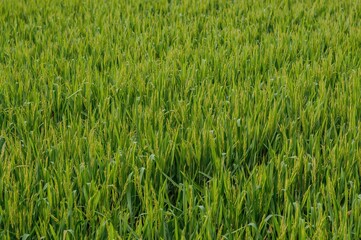 Obraz premium Organic rice cultivation is increasing as more individuals choose to grow it at home for family meals and sales due to its chemical-free safety and high quality.