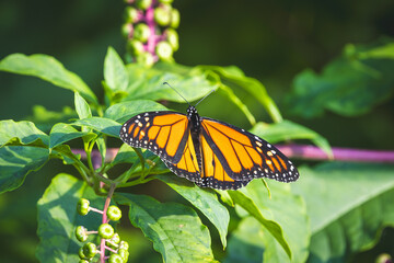 Monarch Butterfly with Open Wings Resting on Green Leaves