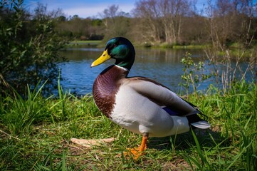Waterfowl roaming in rural fields