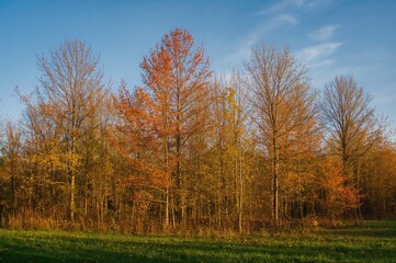Fototapeta premium Sunlight shines on a woodland filled with towering trees and lush grass in daylight