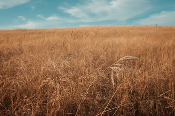 Fototapeta premium Withered bulrush foliage and arid grass