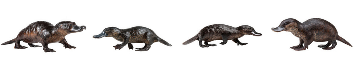 Four ferrets walking in a line isolated on transparent background