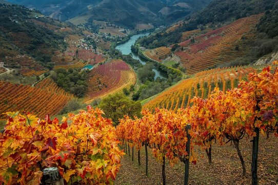 Vibrant fall scenery of ancient vineyards with diverse grape varieties on stepped slopes, crafting various red, white, ruby, and tawny wines