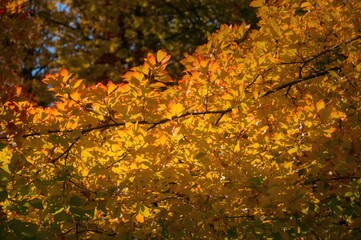 A bright grouping of golden foliage on a tree during fall, illuminated by soft sunlight.