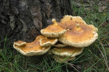 Fototapeta premium Bracket fungus species known as Laetiporus sulphureus with various common names including crab of the woods and chicken of the woods, edible when young
