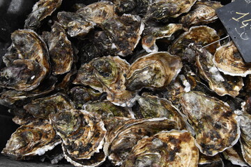 oysters on ice