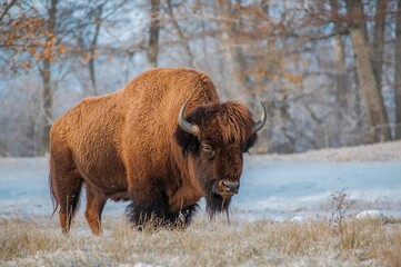 Wild forest bison species (Bison bonasus)