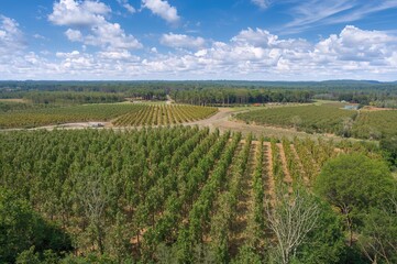 Fototapeta premium Forest of Eucalyptus Trees Used for Paper Production