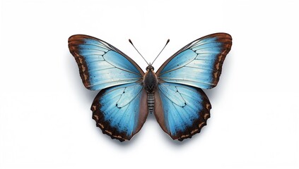 Obraz premium Collection of rare butterflies on a white background