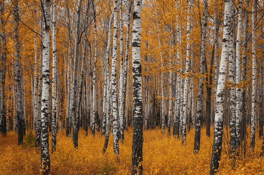 Monochrome birch woods during fall season
