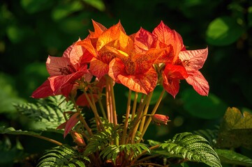 Vibrant large begonias in shades of orange, pink, and red in full bloom