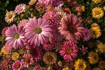 Vibrant garden filled with pink and yellow daisies and zinnias in full bloom