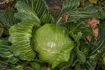 Obraz premium A large head of cabbage growing in the garden, with natural damage to the leaves from insects. Natural organic vegetable without chemical treatment. The gardener has grown delicious cabbage.
