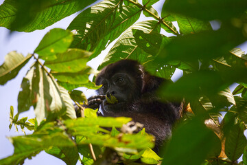 Mantled howler monkey in National park Cahuita in the East Costa Rica seating on a tree branch and eating a leaf