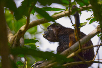Mantled howler monkey in National park Cahuita in the East Costa Rica seating on a tree branch and eating a leaf