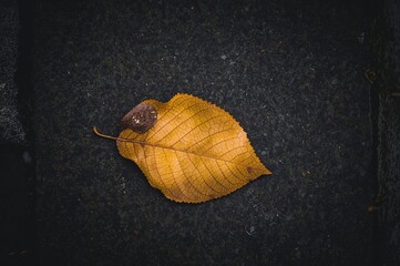 Start of fall with a solitary yellow leaf resting on a gray pavement under an overcast sky