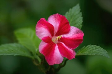Obraz premium Ornamental Begonia Blossoms in Shades of Pink and Red with Delicate Petals