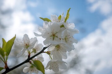 Obraz premium Close-up shot of pale plum flowers