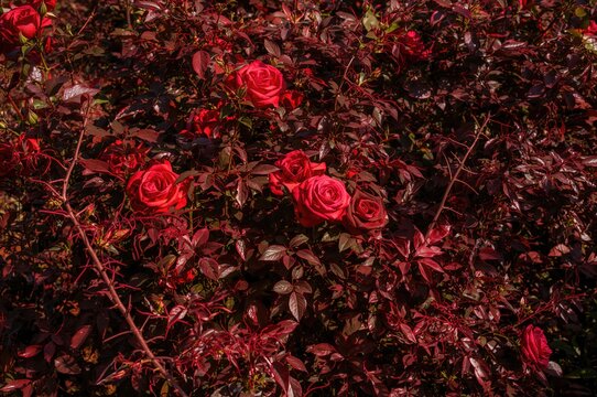 A rose bush featuring red foliage and sharp thorns