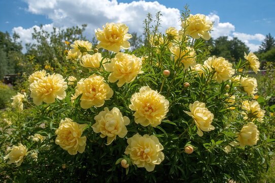 A cluster of vibrant yellow double peonies flowering in the yard