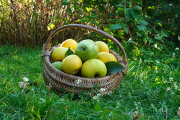 Organic apples and pears picked in wicker basket on grass in rural garden