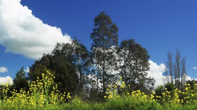 Natural landscape. Yellow flowers in the foreground (ragwort), trees in the background (eucalyptus, laurel, poplars) under a blue sky with beautiful white clouds in timelapse. Summer scenery.
