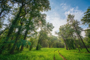 Fototapeta premium Lush verdant woodland with clear sky and bright sunlight, summer season scenery with trees and grass