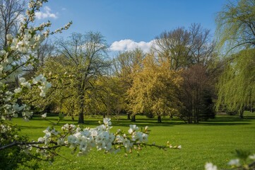 Gorgeous garden filled with blooming trees