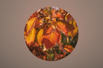 Autumn pear leaves arranged in a ring
