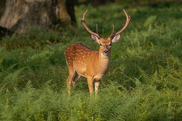Naklejka premium Fallow deer among lush ferns