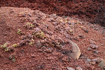 Remains left over from the Wine press