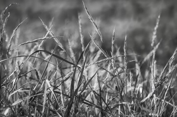 Fototapeta premium Monochrome blades of grass