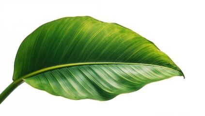 Fototapeta premium Large Leaf Isolated on a White Background