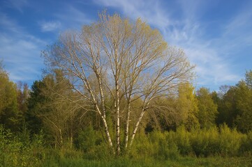 Fototapeta premium Swedish Birch Tree